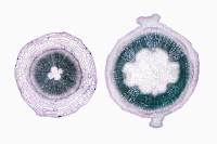 Racine et Tige de Mercuriale - structures secondaires - comparaison CT x7